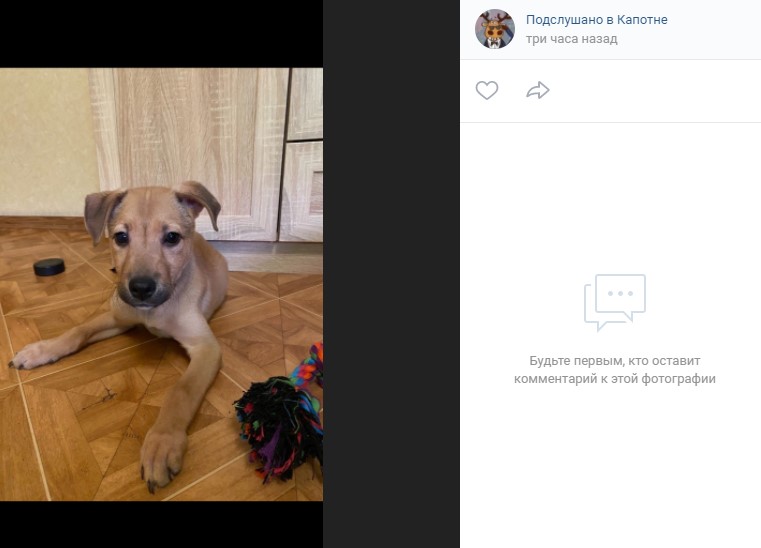 Фото дня: добродушному щенку из Капотни нужны добрые руки