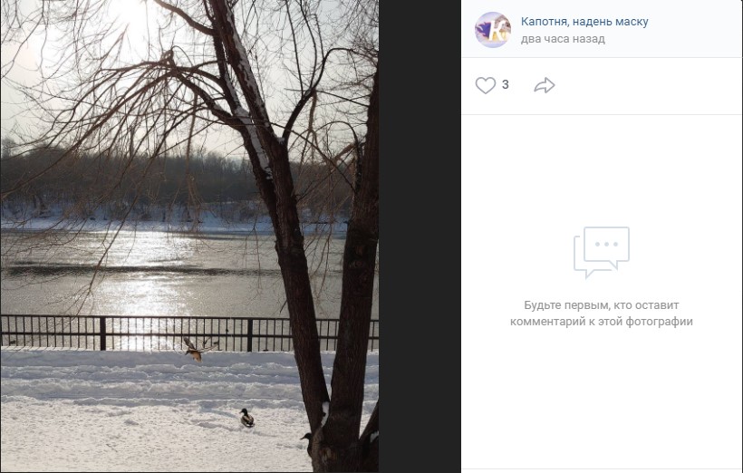 Фото дня: мороз и утки на набережной Капотни