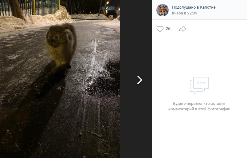 Фото дня: кот из 3-го квартала не хочет гулять сам по себе