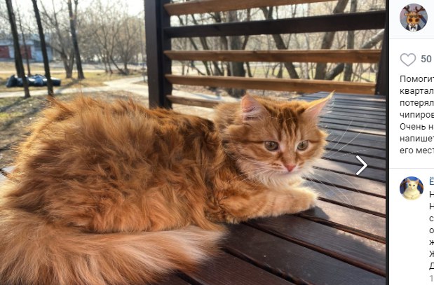 Рыжий кот сбежал от хозяев в парке Москвы-реки